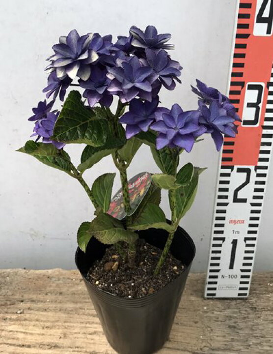 楽天市場 花終わり アジサイ 紫陽花 あじさい ダンスパーティー ハッピー ブルー 4号苗 21年入荷株 千草園芸