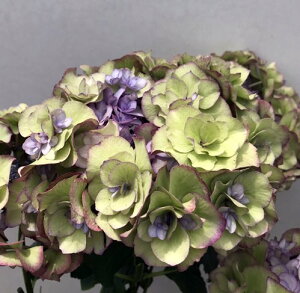 秋 アジサイ 植木 盆栽の人気商品 通販 価格比較 価格 Com