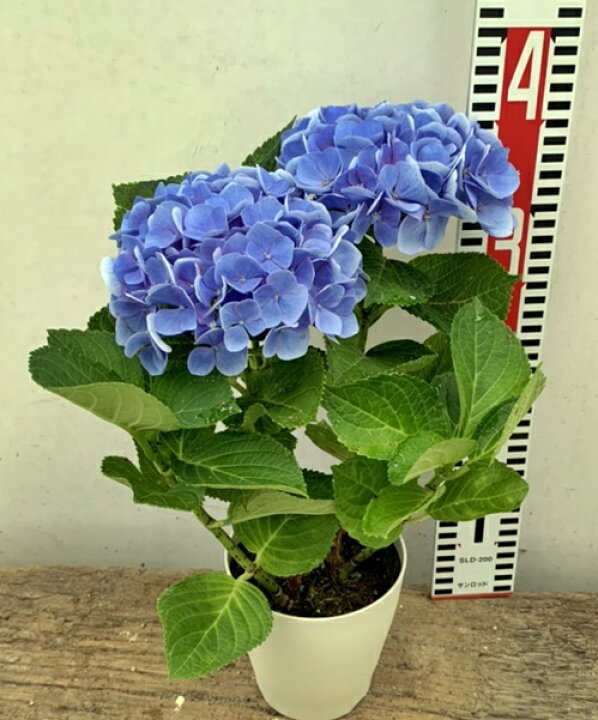 楽天市場 花咲き過ぎ アジサイ 紫陽花 あじさい 西安 セイアン シーアン ブルー 4号鉢苗 21年入荷株 千草園芸