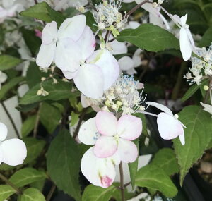 ヤマアジサイ 苗の通販 価格比較 価格 Com