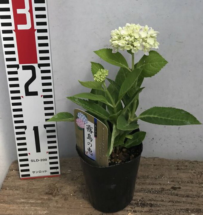 楽天市場 アジサイ 紫陽花 あじさい 霧島の恵 3号苗 千草園芸