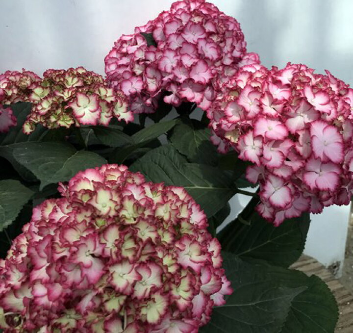 楽天市場 開花株 アジサイ 紫陽花 あじさい マジカルカラーカラードリーム 5号鉢植え 22年入荷株 千草園芸
