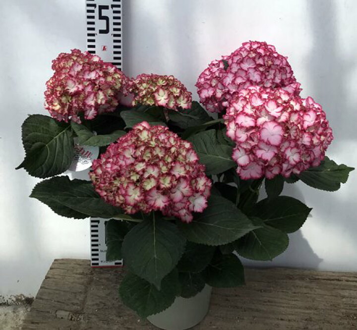 楽天市場 開花株 アジサイ 紫陽花 あじさい マジカルカラーカラードリーム 5号鉢植え 22年入荷株 千草園芸