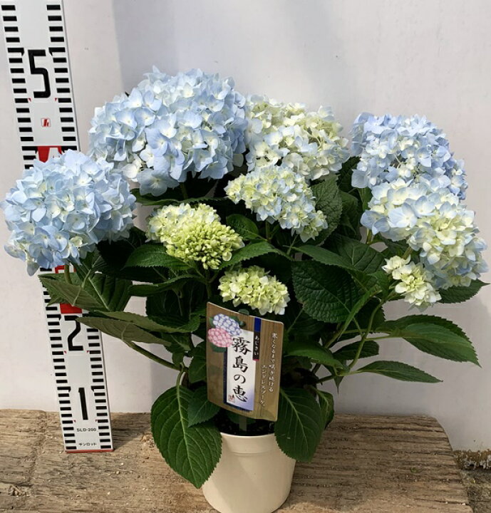 楽天市場 開花株 アジサイ 紫陽花 あじさい 霧島の恵 ブルー 5号苗 22年入荷株 千草園芸 楽天市場 開花株 アジサイ 紫陽花 あじさい 霧島の恵 ブルー 5号苗 22年入荷株 千草園芸