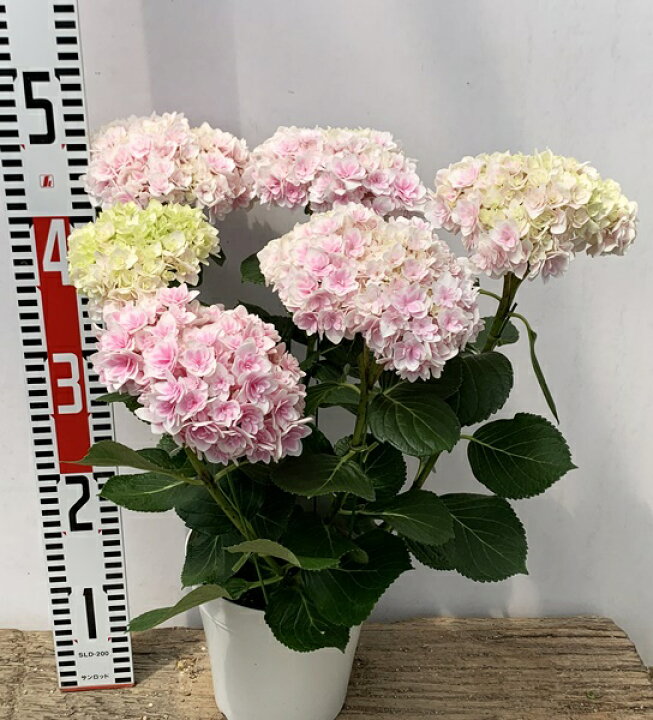 楽天市場 花傷み 秋色 アジサイ 紫陽花 あじさい 竜宮 リュウグウ ピンク 5号鉢苗 22年入荷株 千草園芸