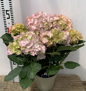 アジサイ 鉢植え 植木 盆栽の人気商品 通販 価格比較 価格 Com