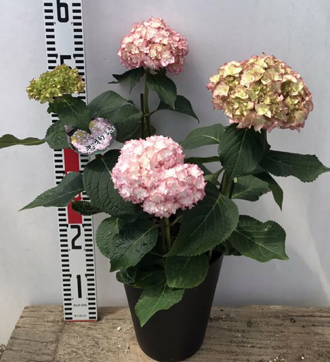 楽天市場 開花株 アジサイ 紫陽花 あじさい 恋物語 コイモノガタリ ピンク 6号セラアート鉢植え 22年入荷株 千草園芸