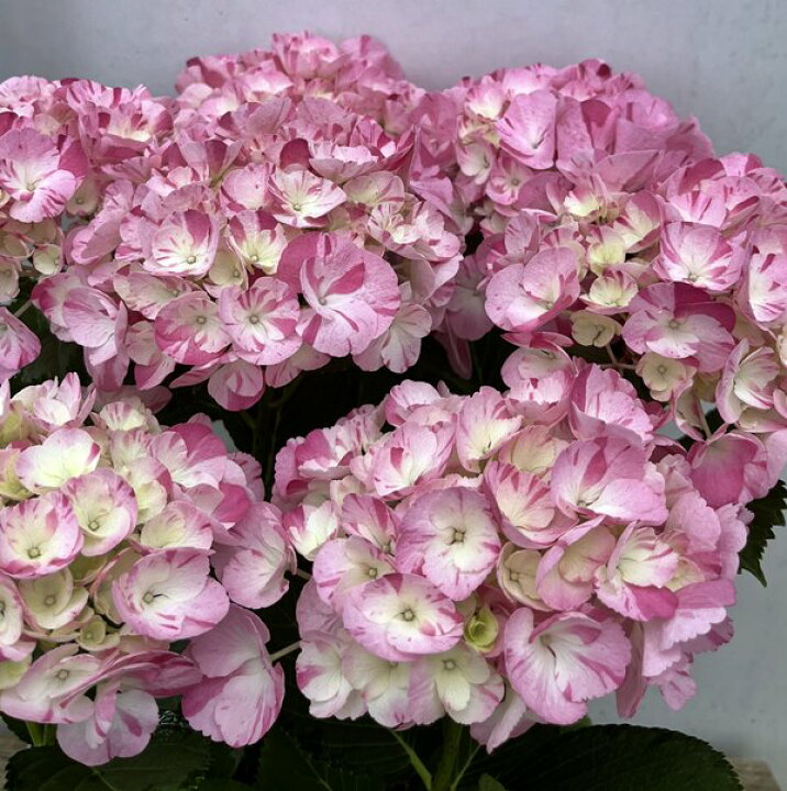楽天市場 花傷み アジサイ 紫陽花 あじさい 舞姫 マイヒメ ピンク 5号鉢 22年入荷株 千草園芸