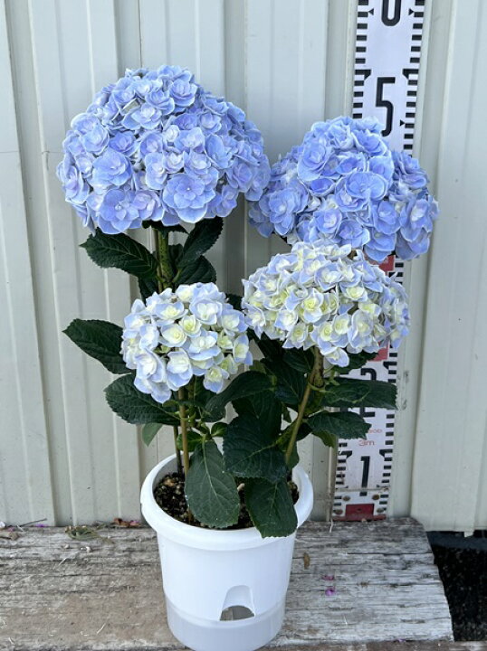 楽天市場 屋外管理苗 花終わり アジサイ 紫陽花 あじさい 夢の扉 ユメノトビラ ブルー 6号鉢苗 22年入荷株 千草園芸