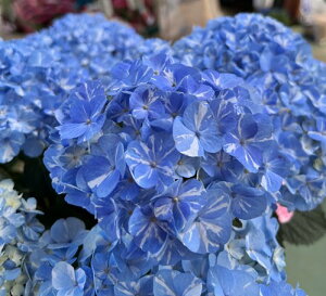 生花 あじさい 種の人気商品 通販 価格比較 価格 Com