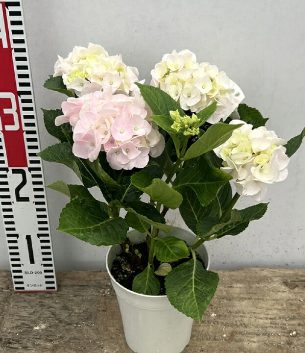 今年買ったコットンキャンディ紫陽花を枝カット後の鉢 美しい