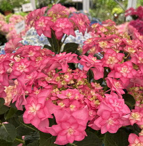 苗 アジサイ ピンクの人気商品 通販 価格比較 価格 Com