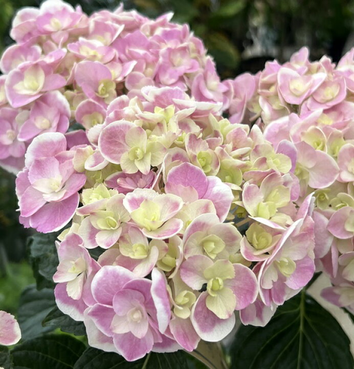 楽天市場 屋外管理苗 花終わり アジサイ 紫陽花 あじさい フレアドロップ ドリップテマリ 6号苗 F02 千草園芸