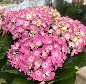 紫陽花 鉢 植木 盆栽の人気商品 通販 価格比較 価格 Com 紫陽花 鉢 植木 盆栽の人気商品 通販 価格比較 価格 Com
