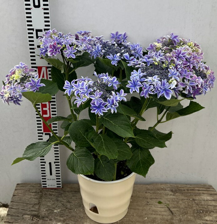 楽天市場 開花株 アジサイ 紫陽花 あじさい 月虹 ゲッコウ ブルー 6号鉢 22年入荷株 千草園芸