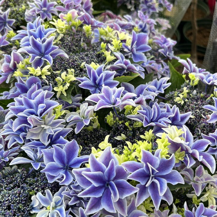楽天市場 開花株 アジサイ 紫陽花 あじさい 月虹 ゲッコウ ブルー 6号鉢 22年入荷株 千草園芸