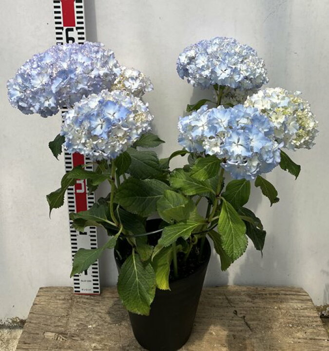 楽天市場 花終わり 屋外管理苗 プレミアアジサイ 紫陽花 あじさい レオン 6号セラアート鉢植え 22年入荷株 千草園芸