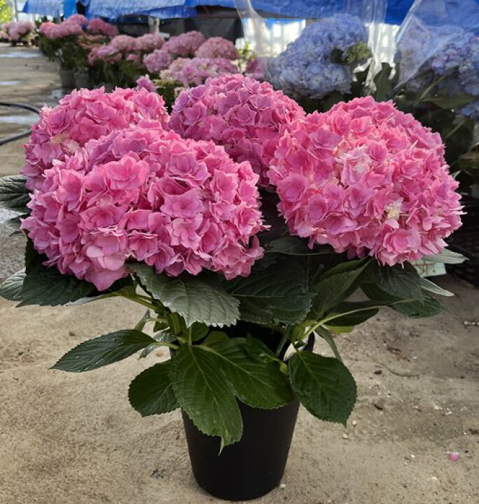 楽天市場 屋外管理苗 花終わり アジサイ 紫陽花 あじさい 雨のち晴れ アメノチハレ 6号セラアート鉢苗 千草園芸