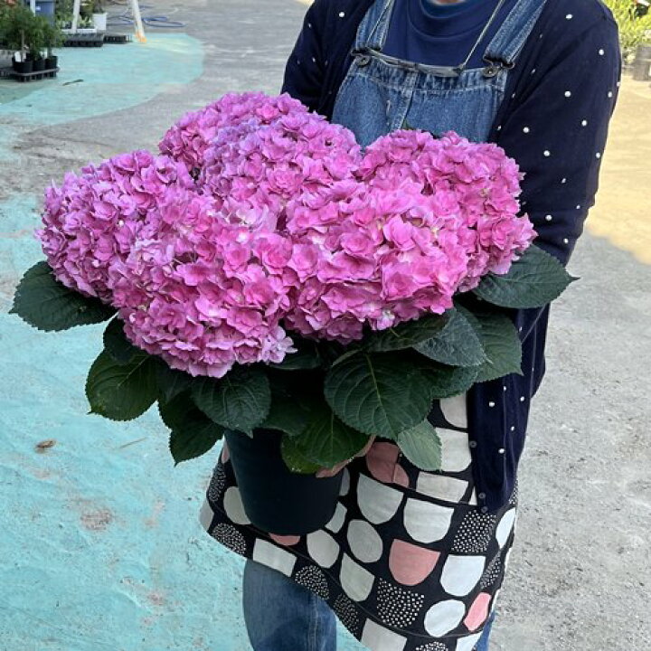 楽天市場 屋外管理苗 花終わり アジサイ 紫陽花 あじさい 雨のち晴れ アメノチハレ 6号セラアート鉢苗 千草園芸