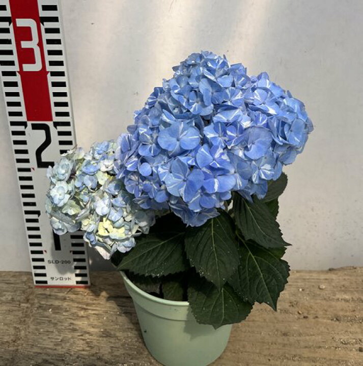 楽天市場 開花株 アジサイ あじさい 紫陽花 ラブリーデイ ミニ 4号鉢 22年入荷株 千草園芸 楽天市場 開花株 アジサイ あじさい 紫陽花 ラブリーデイ ミニ 4号鉢 22年入荷株 千草園芸