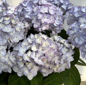 yiERJԁzRAWTCc@q؂Ă܂(NLe})@6AuM3077v