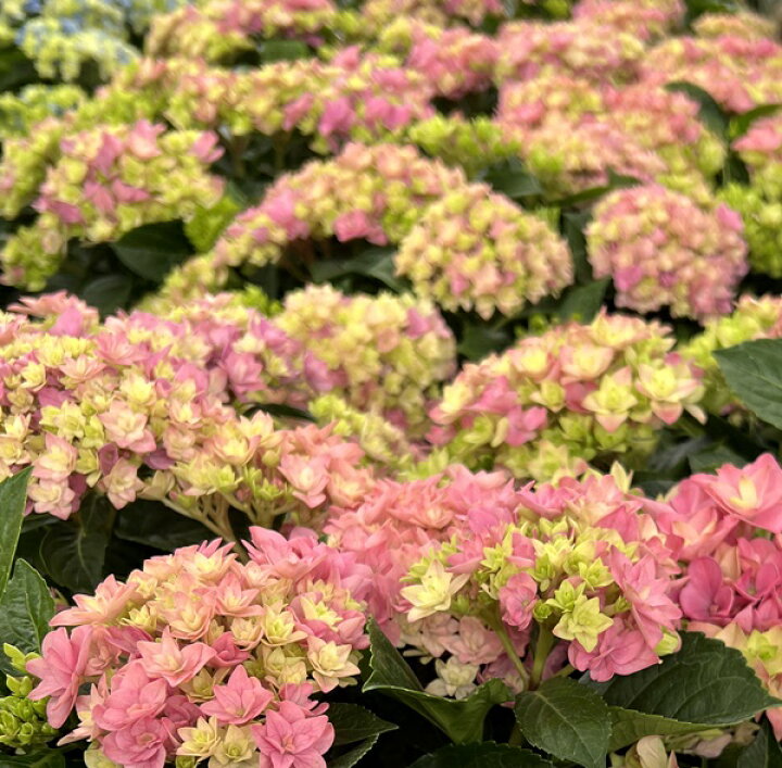 楽天市場 屋外管理苗 花終わり アジサイ 紫陽花 あじさい 星あつめ ホシアツメ 6号セラアート鉢植え 22年入荷株 千草園芸