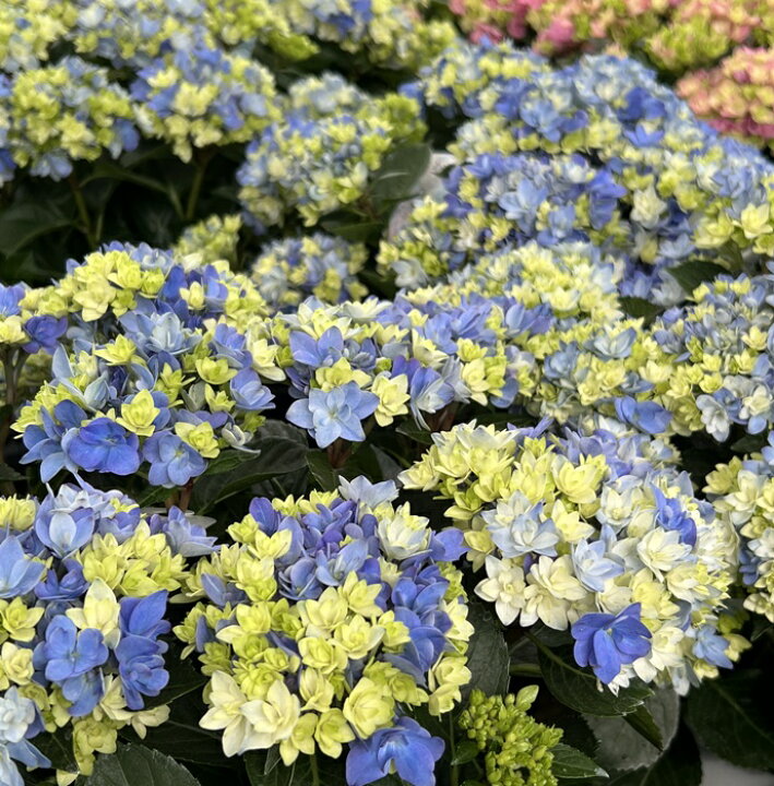 楽天市場】【花咲き過ぎ】アジサイ（紫陽花・あじさい）星あつめ 