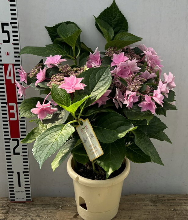 楽天市場 花終わり アジサイ 紫陽花 あじさい 雨のち星 アメノチホシ 5号鉢植え 22年入荷株 千草園芸