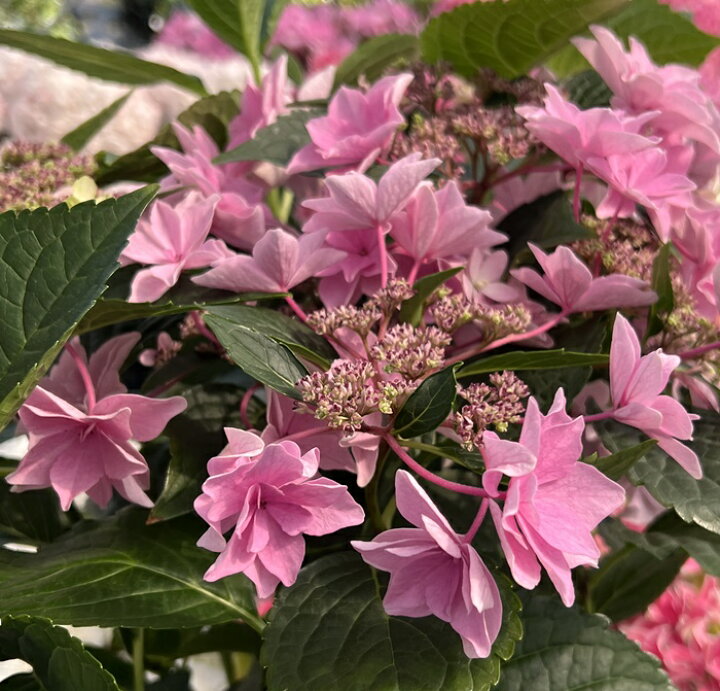 楽天市場 花終わり アジサイ 紫陽花 あじさい 雨のち星 アメノチホシ 5号鉢植え 22年入荷株 千草園芸