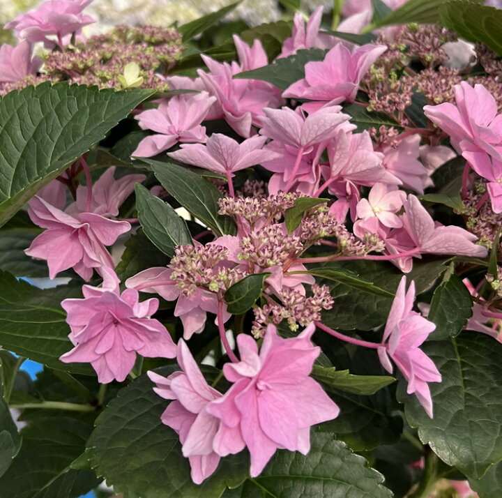 楽天市場 花終わり アジサイ 紫陽花 あじさい 雨のち星 アメノチホシ 5号鉢植え 22年入荷株 千草園芸
