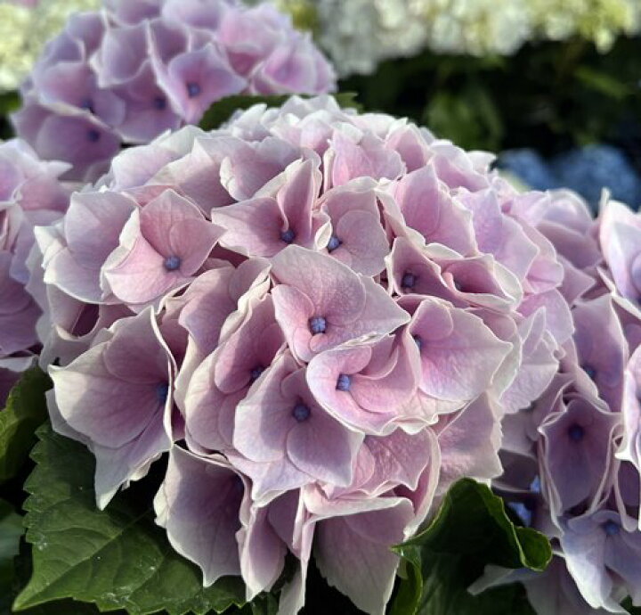 楽天市場 秋色 花傷み アジサイ 紫陽花 あじさい シルクサファイア ラベンダーカラー 5号鉢苗 22年入荷株 千草園芸
