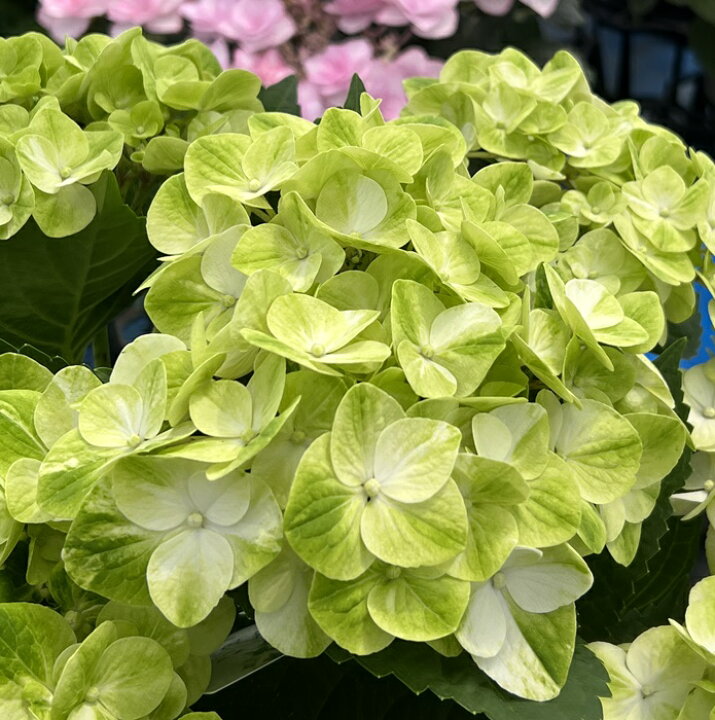 楽天市場 開花株 アジサイ 紫陽花 あじさい グリーンラテ ５号鉢植え 22 年入荷株 千草園芸