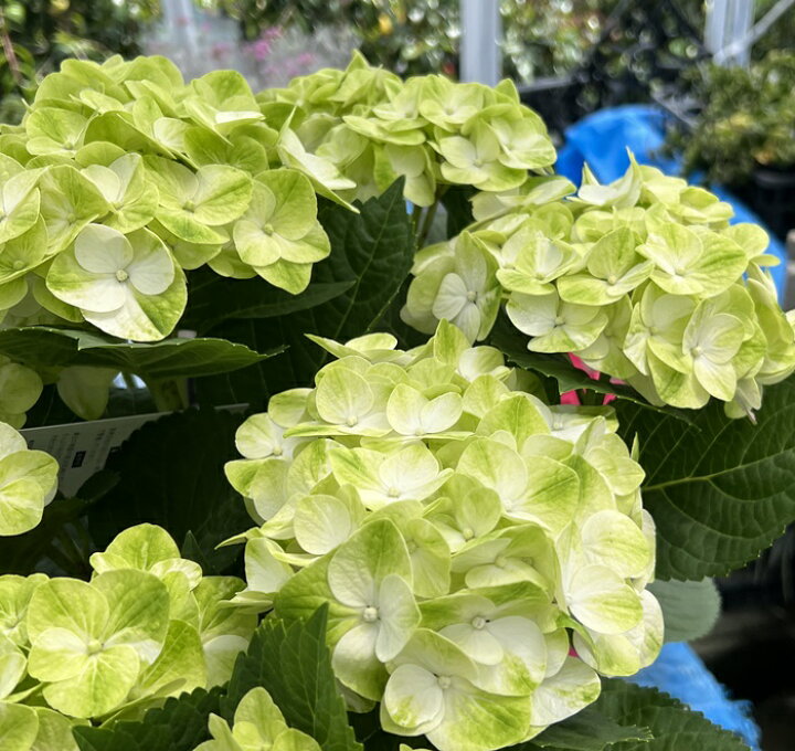 楽天市場 開花株 アジサイ 紫陽花 あじさい グリーンラテ 5号鉢植え 22 年入荷株 千草園芸 楽天市場 開花株 アジサイ 紫陽花 あじさい グリーンラテ 5号鉢植え 22 年入荷株 千草園芸