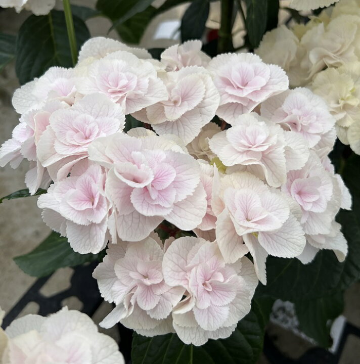 楽天市場 屋外管理苗 花終わり アジサイ 紫陽花 あじさい さかもと園芸試作品no 15 白からピンクに変化 7号苗 22年入荷株 Z00 2 千草園芸