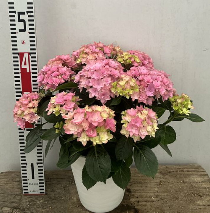 楽天市場 屋外管理苗 花終わり アジサイ 紫陽花 あじさい 星あつめ ホシアツメ 6号セラアート鉢植え 22年入荷株 千草園芸