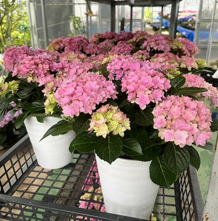 楽天市場 屋外管理苗 花終わり アジサイ 紫陽花 あじさい 星あつめ ホシアツメ 6号セラアート鉢植え 22年入荷株 千草園芸