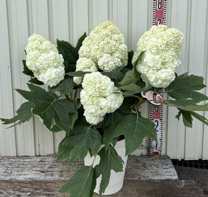 楽天市場 選べる現品発送 花終わり カシワバアジサイ ハーモニー 7号鉢植え 大株 22年入荷株 C08 千草園芸 楽天市場 選べる現品発送 花終わり カシワバアジサイ ハーモニー 7号鉢植え 大株 22年入荷株 C08 千草園芸