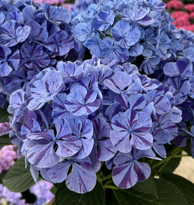 直営限定アウトレット アジサイ 紫陽花 あじさい 雪姫の恋 ユキヒメノコイ 6号苗 F08 Fucoa Cl