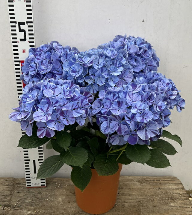 楽天市場 屋外管理苗 花終わり アジサイ 紫陽花 あじさい 舞姫 マイヒメ 水色の恋 ブルー6号苗 22年入荷株 千草園芸