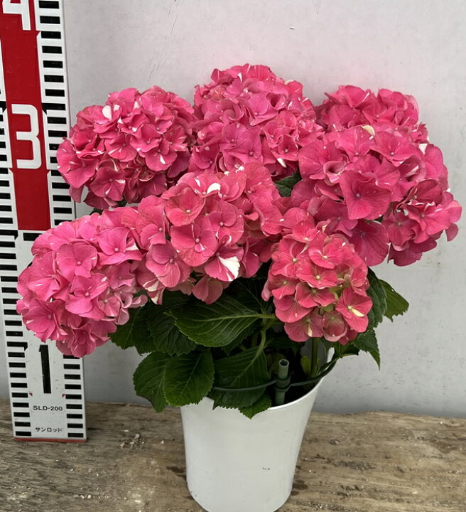 楽天市場 花咲き過ぎ アジサイ 紫陽花 あじさい 新品種 寿 コトブキ ４号苗 22年入荷株 千草園芸
