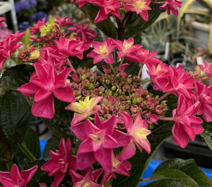 楽天市場 屋外管理苗 花終わり アジサイ 紫陽花 あじさい クイーンオブハート 6号苗 22年入荷株 千草園芸