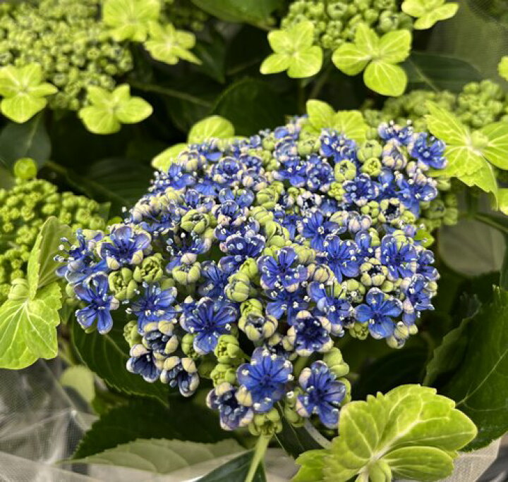 楽天市場】【開花株】アジサイ（紫陽花・あじさい） 大島緑花(オオシマ 