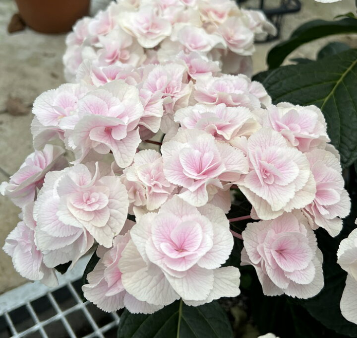 楽天市場 屋外管理苗 花終わり アジサイ 紫陽花 あじさい さかもと園芸試作品no 15 白からピンクに変化 7号苗 22年入荷株 Z00 2 千草園芸
