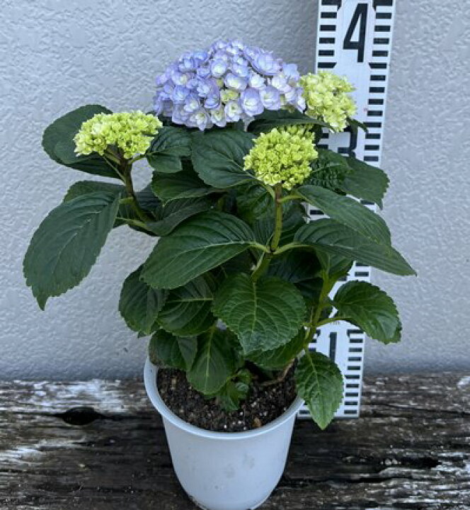 楽天市場 開花株 アジサイ あじさい 紫陽花 フェリナ ブルー パープル 4号鉢苗 22年入荷株 千草園芸