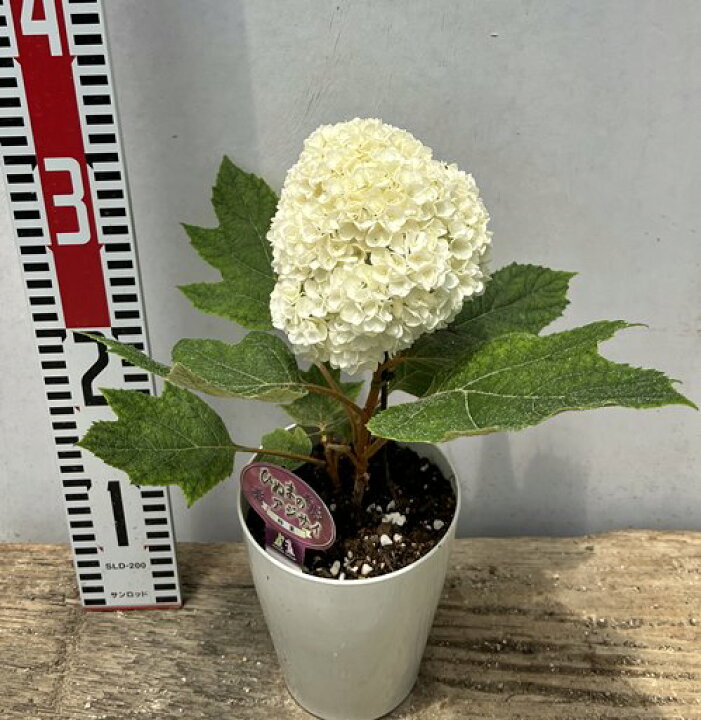 楽天市場 開花株 カシワバアジサイ ハーモニー 4号鉢 1本立ち 22年入荷株 千草園芸 楽天市場 開花株 カシワバアジサイ ハーモニー 4号鉢 1本立ち 22年入荷株 千草園芸