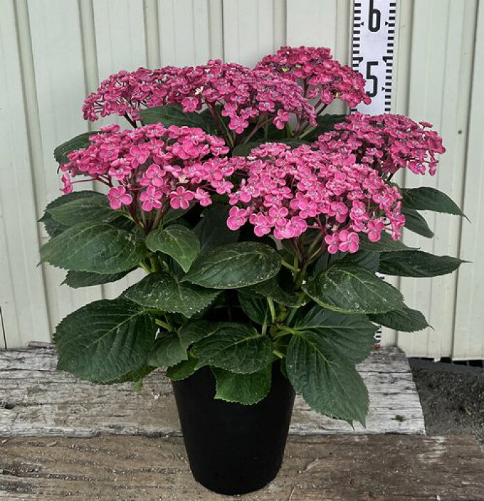 楽天市場 屋外管理苗 花終わり アジサイ 紫陽花 あじさい 華あられ 6号セラアート鉢苗 Y13 千草園芸