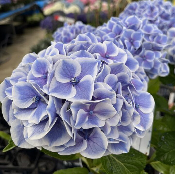 楽天市場 屋外管理苗 アジサイ 紫陽花 あじさい 夢と希望 ユメトキボウ 6号鉢植え 22年入荷株 K04 千草園芸