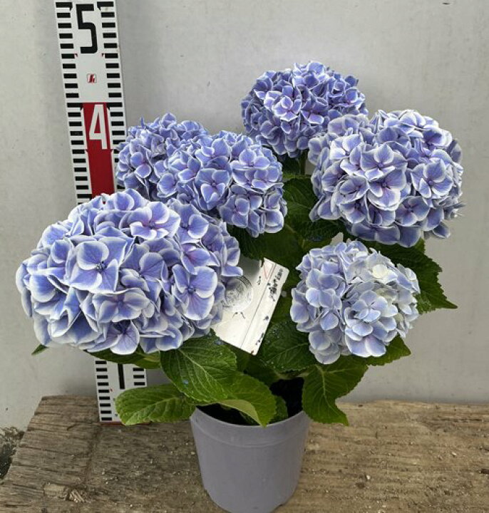 楽天市場 屋外管理苗 アジサイ 紫陽花 あじさい 夢と希望 ユメトキボウ 6号鉢植え 22年入荷株 K04 千草園芸