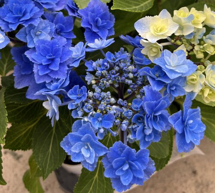 楽天市場 花咲き過ぎ アジサイ 紫陽花 あじさい 新品種 深海の色 シンカイノイロ 3 5号苗 22年入荷株 千草園芸