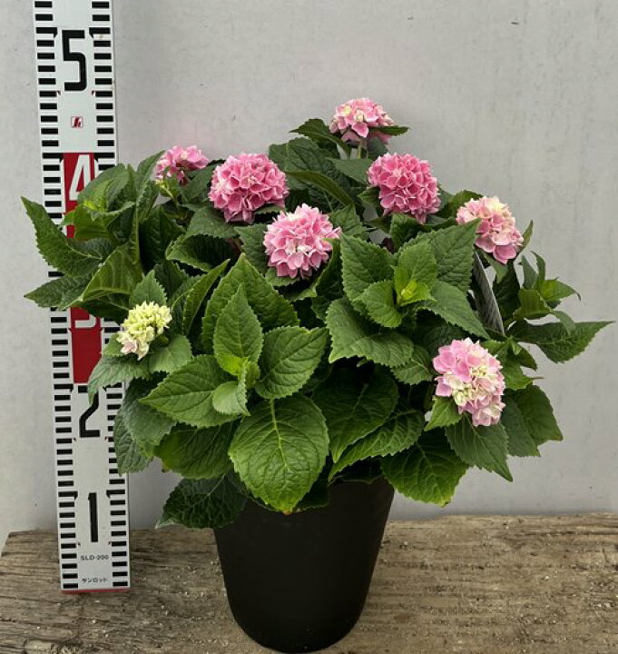送料無料カード決済可能 アジサイ 紫陽花 あじさい 茜雲 アカネグモ 6号セラアート鉢植え E03 Fucoa Cl